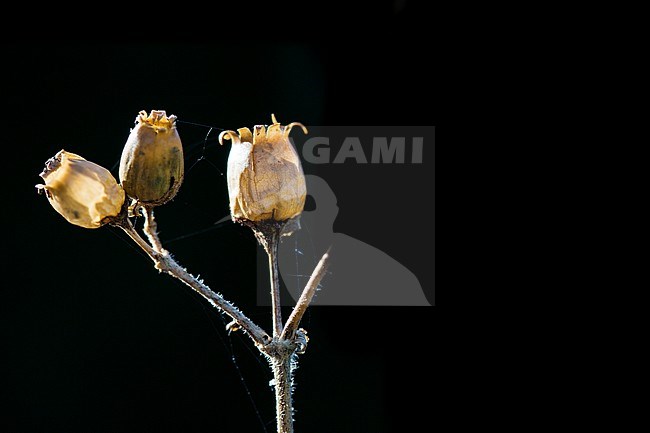 Red Campion seed box stock-image by Agami/Wil Leurs,