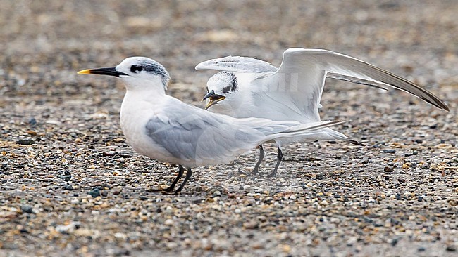 Adult winter Sandwich Tern sitting on a road in Browersdam, Zeeland, The Netherlands. November 2011. stock-image by Agami/Vincent Legrand,
