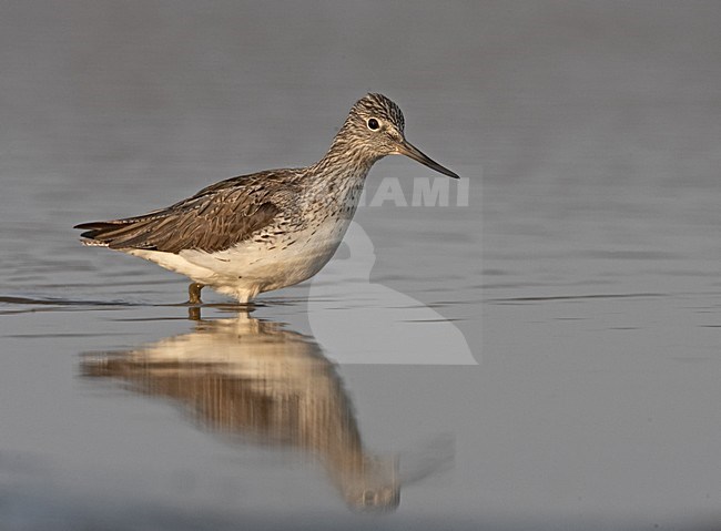 Common Greenshank standing in water, Groenpootruiter staand in water stock-image by Agami/Jari Peltomäki,