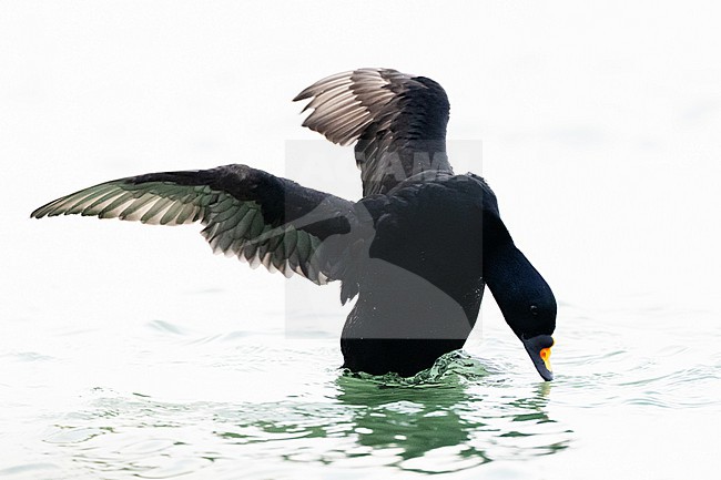  stock-image by Agami/Menno van Duijn,
