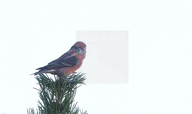 Cassia Crossbill (Loxia sinesciuris) during autumn in pine forest at Porcupine Springs, Cassia, Idaho, United States. A recently split endemic. stock-image by Agami/Ian Davies,