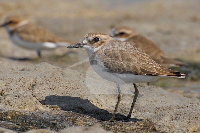 Woestijnplevier in eerste winterkleed; Greater Sand Plover in first winter plumage stock-image by Agami/Daniele Occhiato,
