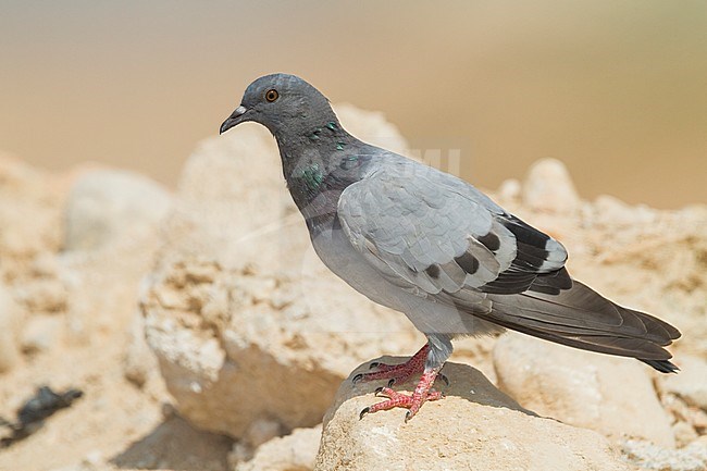 Rock Dove - Felsentaube - Columa livia ssp. palaestinae, Oman, adult stock-image by Agami/Ralph Martin,