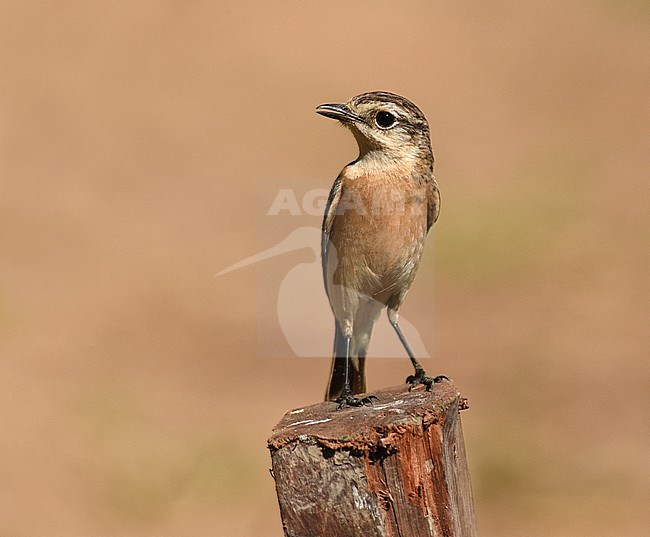 Wintering Stejneger's Stonechat (Saxicola stejnegeri) in Myanmar. stock-image by Agami/Laurens Steijn,