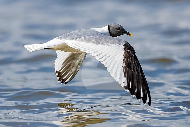 Adult Sabine's Gull flying in Virelles, Namur, Belgium. September 2016. stock-image by Agami/Vincent Legrand,