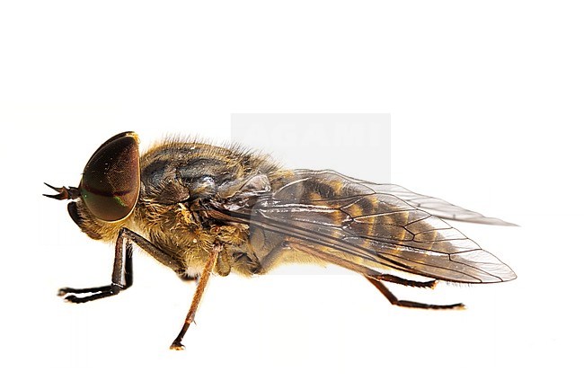 Male band-eyed brown horsefly, Tabanus bromius stock-image by Agami/Wil Leurs,