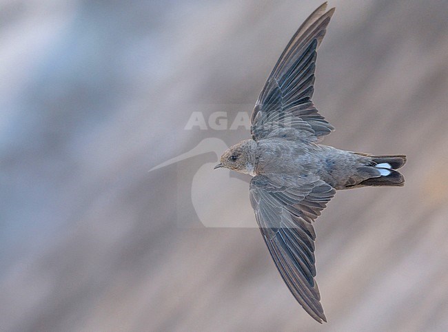 Second calendar year Eurasian Crag Martin (Ptyonoprogne rupestris) in flight in Spain. Seen from above. stock-image by Agami/Dani Lopez-Velasco,