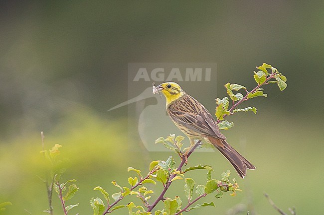 Yellohammer (Emberiza citrinella), perched on a bush, providing food (grasshopper) for nestlings, with a yellow and green background stock-image by Agami/Sylvain Reyt,