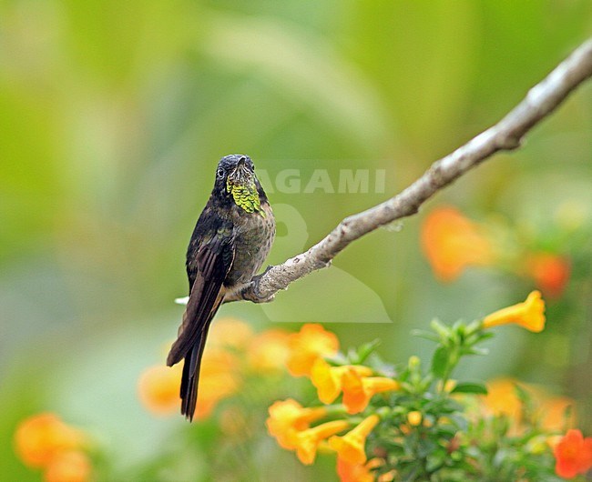 Black-backed Thornbill (Ramphomicron dorsale) perched on a twig in forest in the Sierra Nevada de Santa Marta in Colombia. stock-image by Agami/Pete Morris,