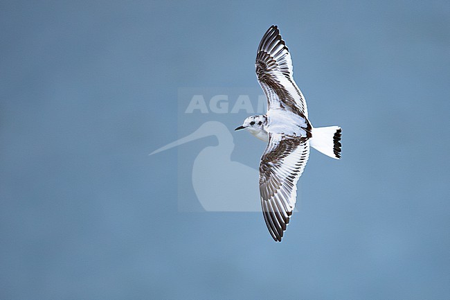  stock-image by Agami/Menno van Duijn,