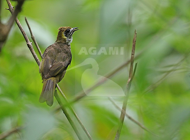 Spot-necked Bulbul (Pycnonotus tympanistrigus) on Sumatra in Indonesia. stock-image by Agami/James Eaton,