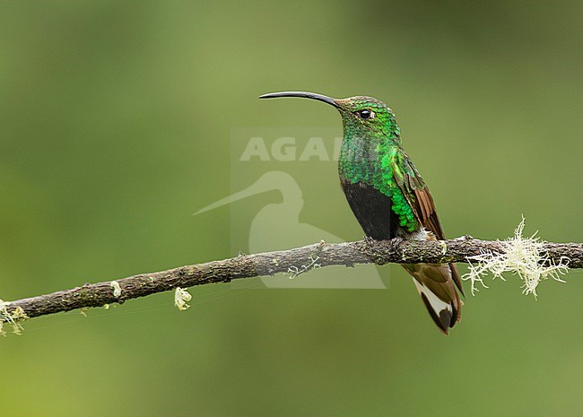 A male Mountain Velvetbreast (Lafresnaya lafresnayi saul) (subspecies) perched on a branch in Quito, Ecuador, South-America. stock-image by Agami/Steve Sánchez,