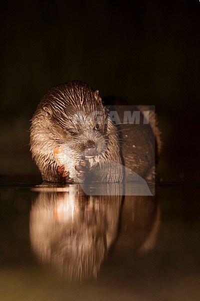 European Otter (Lutra Lutra) forging at night stock-image by Agami/Alain Ghignone,