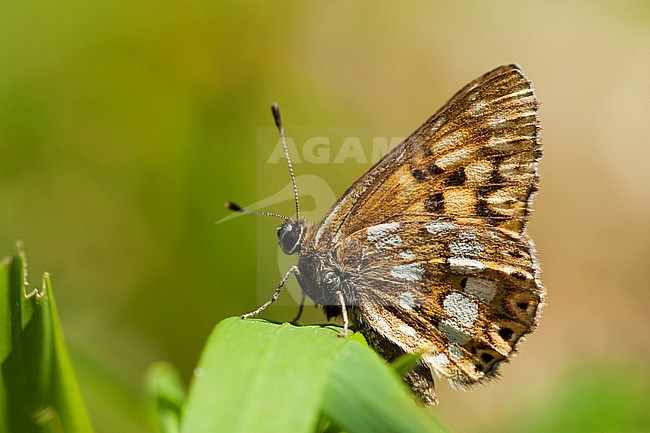 Sleutelbloemvlinder / Duke of Burgundy Fritillary (Hamearis lucina) stock-image by Agami/Wil Leurs,