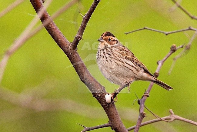 Volwassen Dwerggors zittend op tak; Adult Little Bunting perched on a branch stock-image by Agami/Roy de Haas,