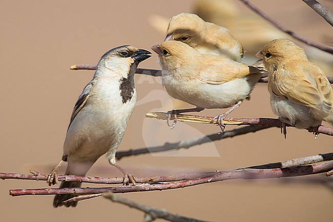 Desert Sparrow (Passer simplex saharae), adult male feeding its fledglings stock-image by Agami/Saverio Gatto,