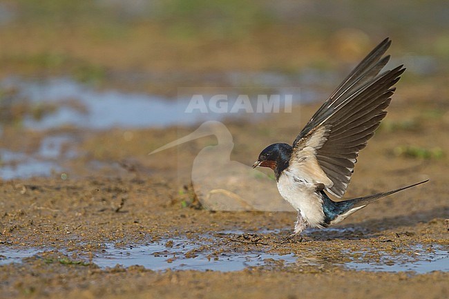 Barn Swallow - Rauchschwalbe - Hirundo rustica ssp. rustica, Morocco, adult female stock-image by Agami/Ralph Martin,