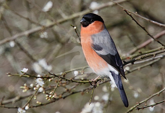 Male British Bullfinch (Pyrrhula pyrrhula pileata), Forest Farm, Cardiff, Glamorgan, England. stock-image by Agami/Steve Gantlett,