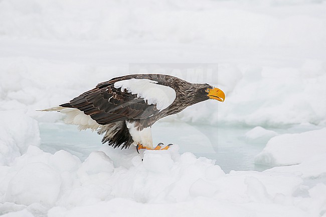 Adult Steller's Sea Eagle, Haliaeetus pelagicus, wintering at Rauso, Hokkaido, Japan. stock-image by Agami/Pete Morris,