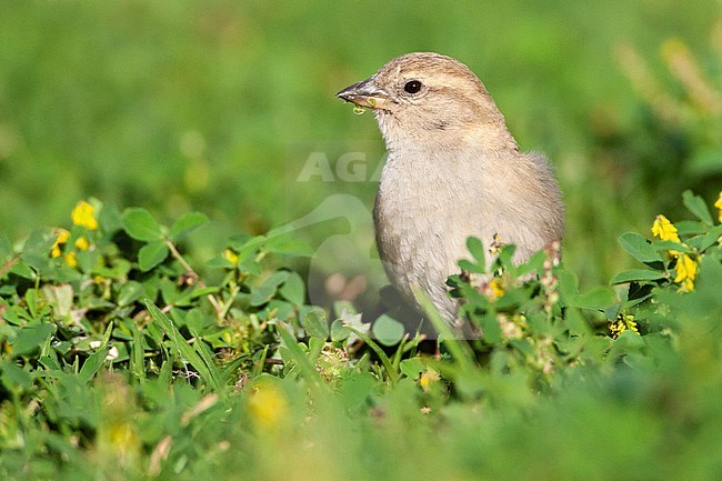 Female Spanish Sparrow (Passer hispaniolensis) during spring migration in southern negev, Israel. stock-image by Agami/Marc Guyt,
