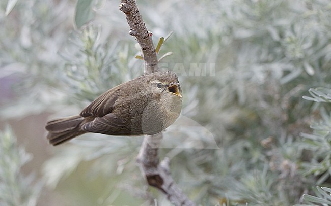 Canary Islands Chiffchaff (Phylloscopus canariensis canariensis) perched on a branch at Tenerife, Canary Islands, Spain stock-image by Agami/Helge Sorensen,