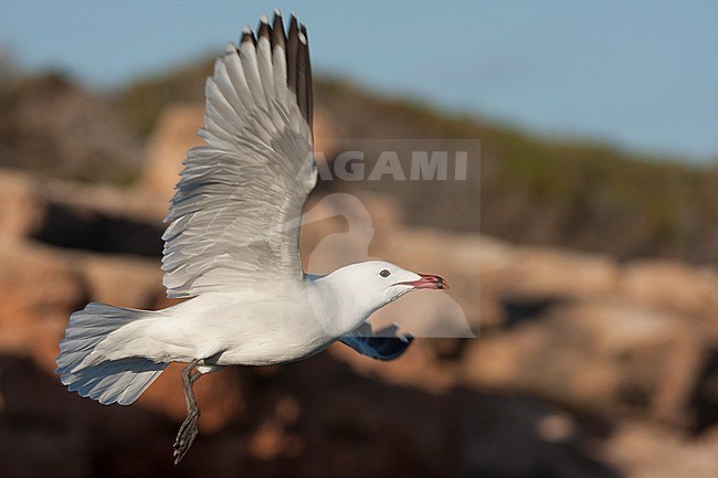 Audouins Meeuw, Audouin's Gull; Ichthyaetus audouinii, Spain (Mallorca), adult stock-image by Agami/Ralph Martin,