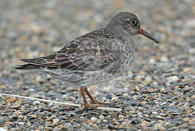 Purple Sandpiper (Calidris maritima), adult standing, seen from the side, moulting from summer to winter plumage. stock-image by Agami/Fred Visscher,