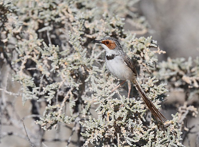 Rufous-eared Warbler (Malcorus pectoralis) in Namibia. stock-image by Agami/Laurens Steijn,