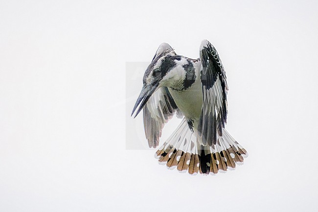 Pied Kingfisher, Ceryle rudis. Hovering stock-image by Agami/Hans Germeraad,