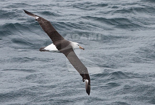 Subadult Black-browed Albatross (Thalassarche melanophris) in flight against the southern Atlantic ocean as background. stock-image by Agami/Brian Sullivan,