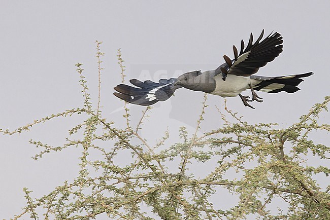 White-bellied go-away-bird (Crinifer leucogaster) in flight in Tanzania. stock-image by Agami/Dubi Shapiro,