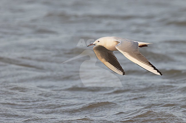 Slender-billed Gull (Chroicocephalus genei) in adult summer plumage. stock-image by Agami/David Monticelli,