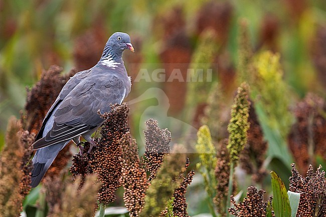 Volwassen Houtduif; Adult Woodpigeon stock-image by Agami/Daniele Occhiato,