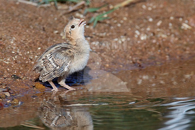 Chick
Pima Co., AZ
April 2009 stock-image by Agami/Brian E Small,