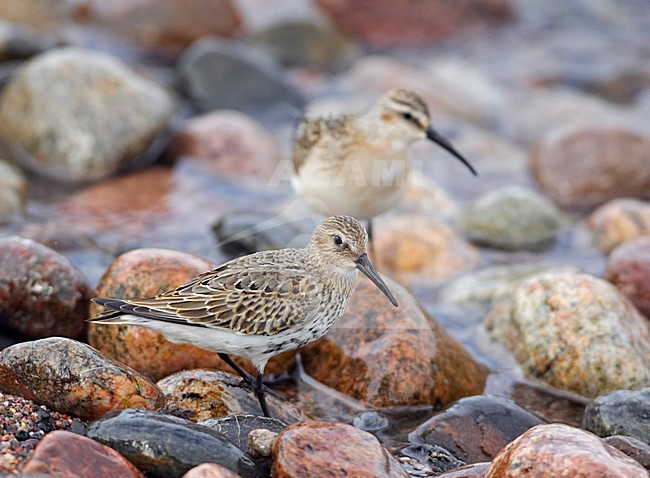 Bonte Strandloper tussen keien met Krombekstrandloper in de achtergrond; Dunlin on pebbels with Curlew Sandpiper in the background stock-image by Agami/Markus Varesvuo,