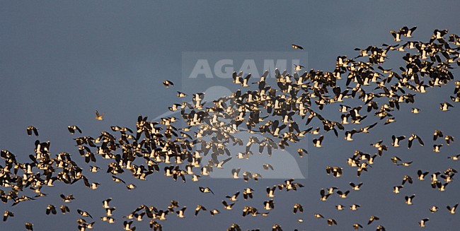 Northern Lapwing flock flying; Kievit groep vliegend stock-image by Agami/Marc Guyt,
