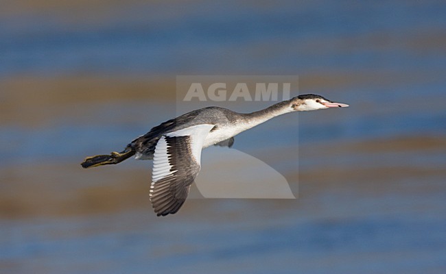 Fuut in winterkleed vliegend over water van de Grensmaas. Great Crested Grebe in winter plumage flying over water river Maas stock-image by Agami/Ran Schols,