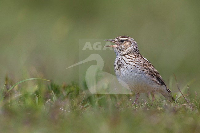 Woodlark (Lullula arborea ssp. pallida) perched and singing stock-image by Agami/Daniele Occhiato,