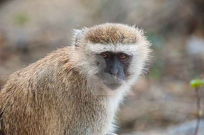 Close up portrait of a vervet monkey, Chlorocebus pygerythrus. Chobe National Park, Botswana. stock-image by Agami/Sergio Pitamitz,