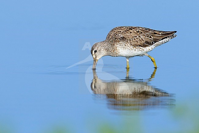 Adult non-breeding
Galveston Co., TX
April 2014 stock-image by Agami/Brian E Small,
