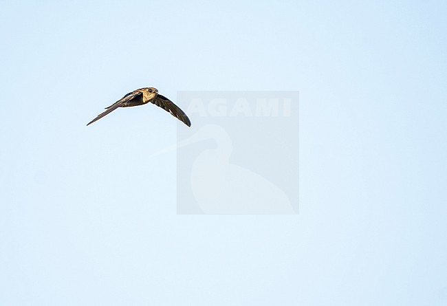 Germain's Swiftlet (Aerodramus fuciphagus germani) in Vietnam. Subspecies of edible-nest swiftlet, also known as the white-nest swiftlet. stock-image by Agami/Pete Morris,