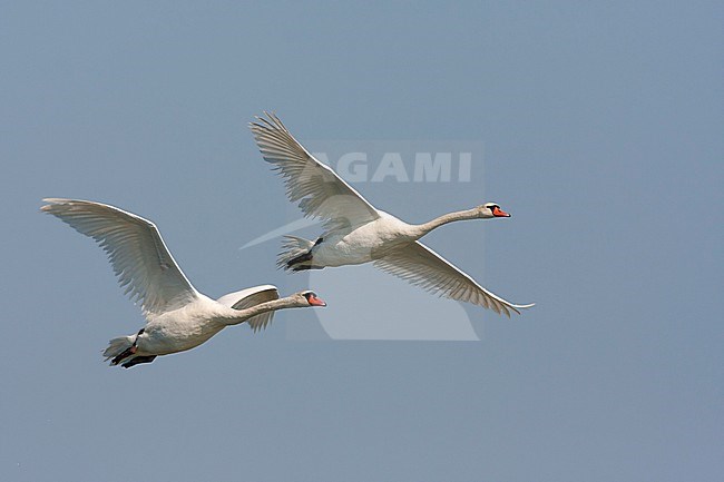 Mute Swan - Höckerschwan - Cygnus olor, Germany, adult stock-image by Agami/Ralph Martin,