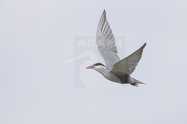 Whiskered Tern (Chlidonias hybrida),  adult in flight, Campania, Italy stock-image by Agami/Saverio Gatto,