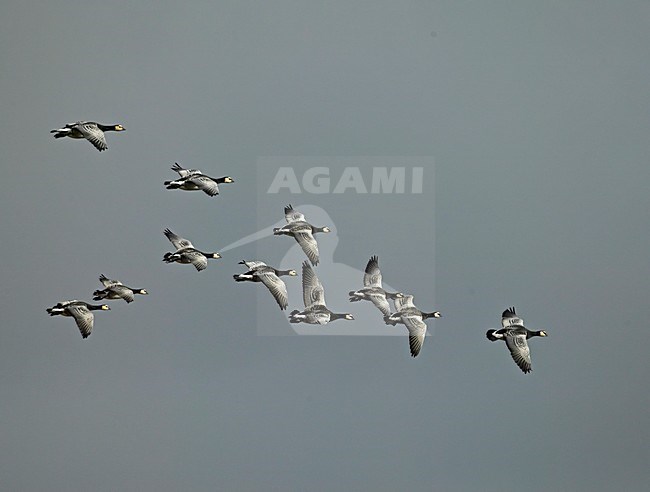 Barnacle Goose flock flying; Brandgans groep vliegend stock-image by Agami/Markus Varesvuo,