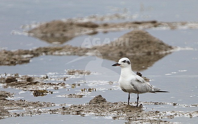 Immature Gull-billed Tern (Gelochelidon nilotica) in the Banda sea, Indonesia, during autumn migration. Resting on the ground in a tidal area. stock-image by Agami/James Eaton,