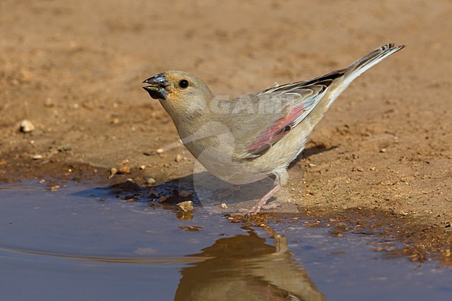 Vale Woestijnvink drinkend; Desert Finch drinking stock-image by Agami/Daniele Occhiato,