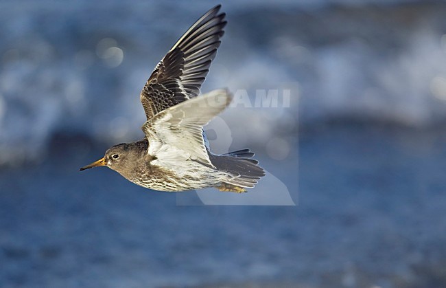 Paarse Strandloper in vlucht; Purple Sandpiper vliegend stock-image by Agami/Markus Varesvuo,