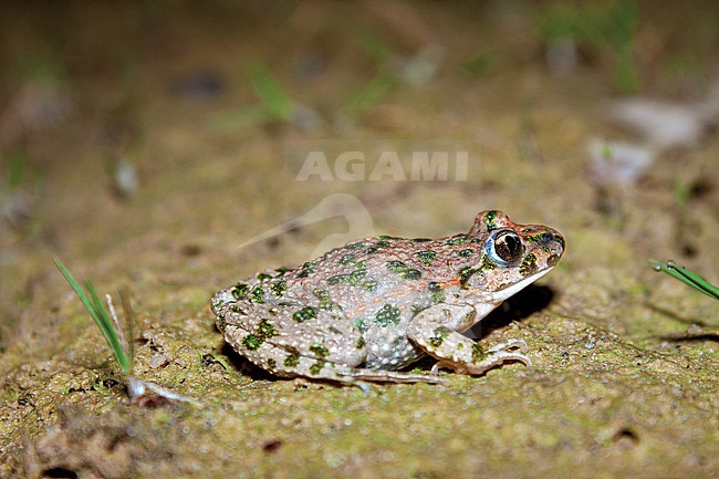 Parsley Frog (Pelodytes punctatus) taken the 21/03/2019 at Rennes - France. stock-image by Agami/Nicolas Bastide,