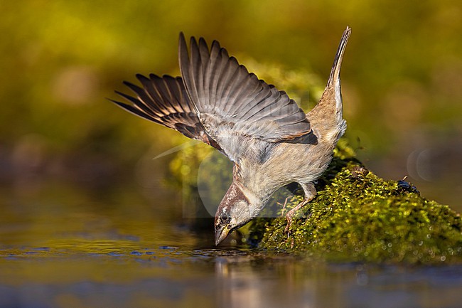 Male Italian Sparrow (Passer italiae) in Italy. stock-image by Agami/Daniele Occhiato,
