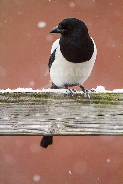 Eurasian Magpie (Pica pica) perched on garden fence during  snowfall stock-image by Agami/Menno van Duijn,